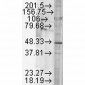 GSK-3beta Antibody