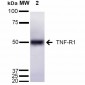 TNF-R1 Antibody