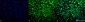 p38 Antibody