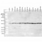 p38 Antibody