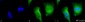 Calcineurin A Antibody