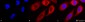 HSP90 beta Antibody
