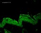 HSP90 beta Antibody