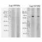 HSP90 beta Antibody