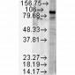 HSP90 beta Antibody