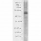 HSP70 Antibody