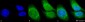 GRP78 (Bip) Antibody