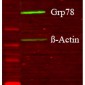 GRP78 (Bip) Antibody