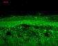 HSP22 Antibody