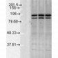 Calnexin-CT Antibody