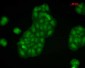 Calnexin-CT Antibody