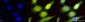 AHA1 Antibody