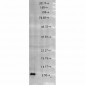 Cpn10 Antibody