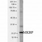 HSPB2 (MKBP) Antibody