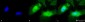 HSPB2 (MKBP) Antibody