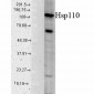 HSP110 Antibody