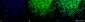 HSF1 Antibody