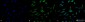 TRAP1 Antibody
