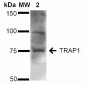 TRAP1 Antibody