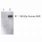 BVR Antibody