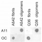 Amyloid Oligomers (A11) Antibody