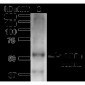 Beclin 1 Antibody