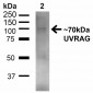 UVRAG Antibody