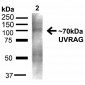 UVRAG Antibody