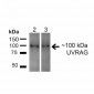 UVRAG Antibody