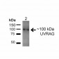 UVRAG Antibody