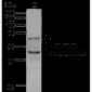 ATG12 Antibody 