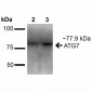 ATG7 Antibody