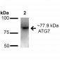 ATG7 Antibody