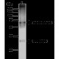 ATG5 Antibody 