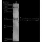 ATG5 Antibody 