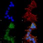 LC3A Antibody