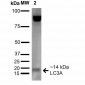 LC3A Antibody
