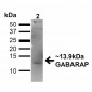 GABARAP Antibody 