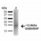 GABARAP Antibody 