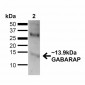 GABARAP Antibody 