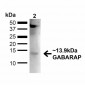 GABARAP Antibody 