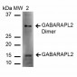 GABARAPL2 Antibody