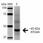 ATG4A Antibody