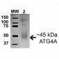 ATG4A Antibody