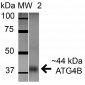 ATG4B Antibody