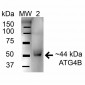 ATG4B Antibody