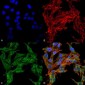 ATG4C Antibody