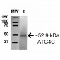 ATG4C Antibody