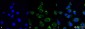 ATG4D Antibody 