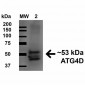 ATG4D Antibody